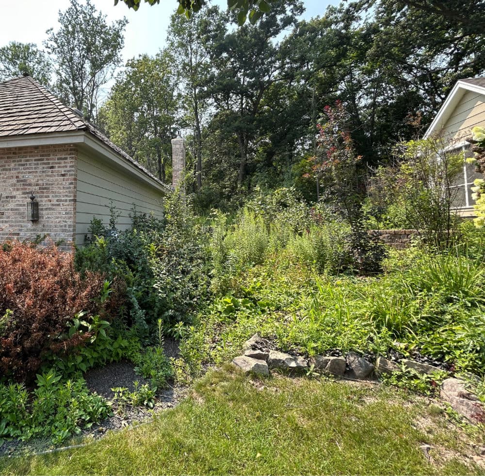 Gallery photos for Overgrown Landscape Cleaned Up and Rebuilt in Vadnais Heights: Image #1
